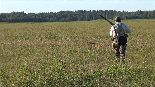 Охота с пойнтером за дупелем смотреть онлайн