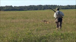 Охота с пойнтером за дупелем