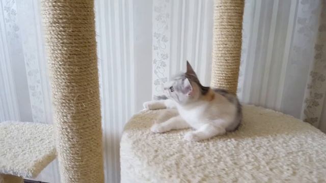 Кошечка скоттиш-страйт чёрная черепаховая серебристая мраморная с белым. Видео 2 смотреть онлайн