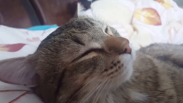 Кот храпит смотреть онлайн