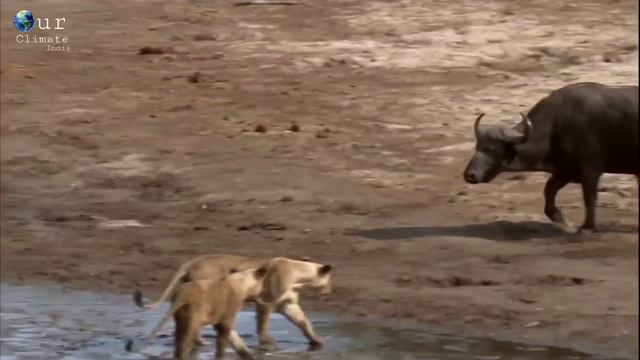 Africa Lion Documentary In Hindi - Hindi Language Documentary . смотреть онлайн