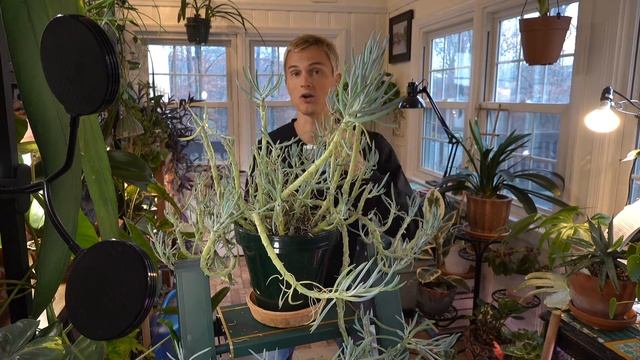 Senecio mandraliscae 'Blue Chalksticks' - How to Grow & Propagate смотреть онлайн