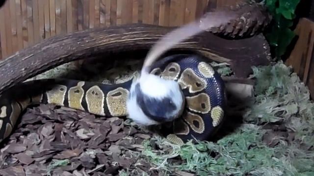Питон атакует крысу. Python attacks rat. смотреть онлайн