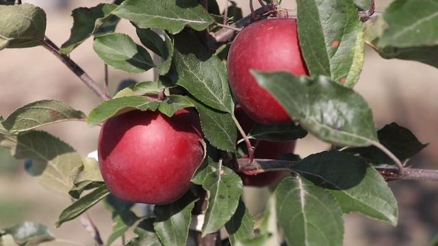 Gala Dark Baron - Gala Must [odmiany jabłoni / apple variety] смотреть онлайн