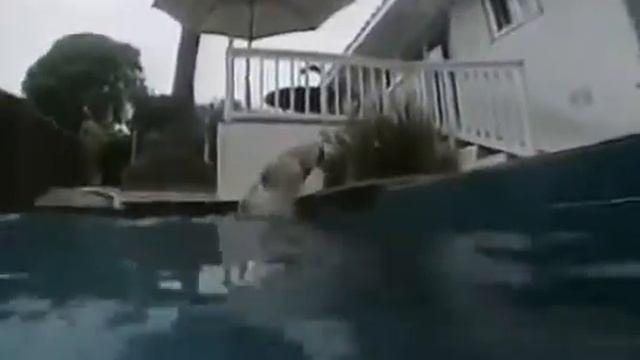 Самые забавные животные смотреть онлайн