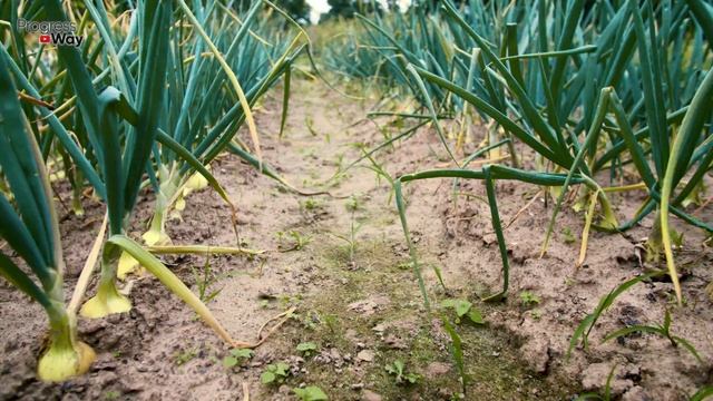 ЛУК И ЧЕСНОК САМАЯ ВАЖНАЯ ПОДКОРМКА! ЧЕМ ПОДКОРМИТЬ ЛУК И ЧЕСНОК? смотреть онлайн
