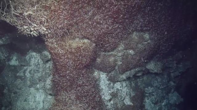 The Vicious World of Deep Sea Competition смотреть онлайн