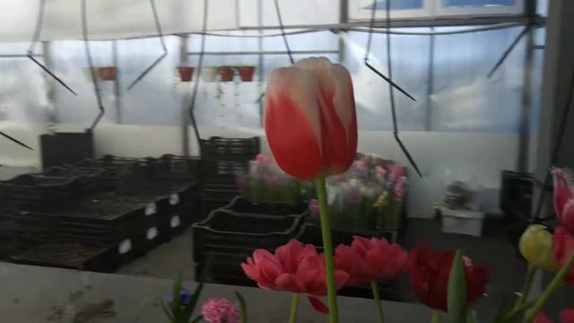 краткий итог выгонки и продаж тюльпанов 2022 смотреть онлайн