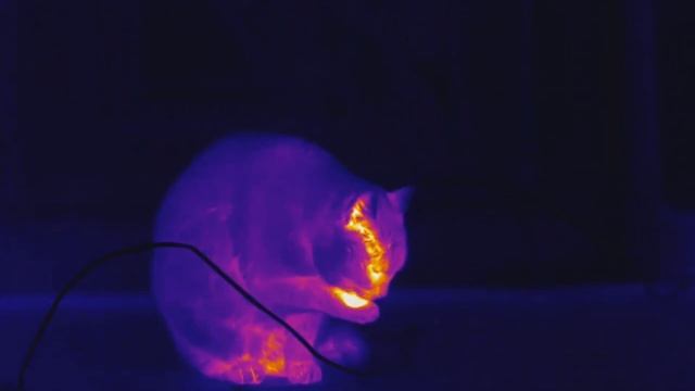Thermal IP Camera - Cat Shower смотреть онлайн