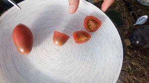 Томат "Спрут Сливка Шоколадная F1"