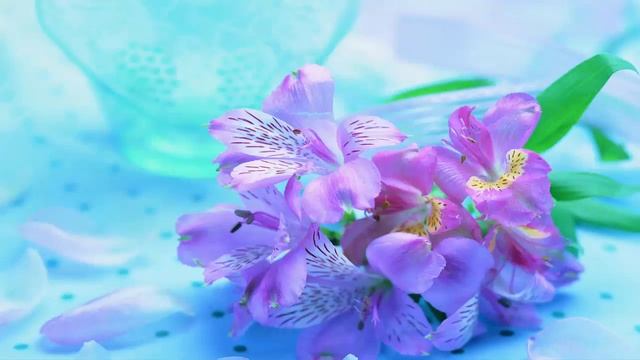 Орхидея. Каталог орхидей фаленопсис. Часть 3. Выбирайте своих красавиц! смотреть онлайн