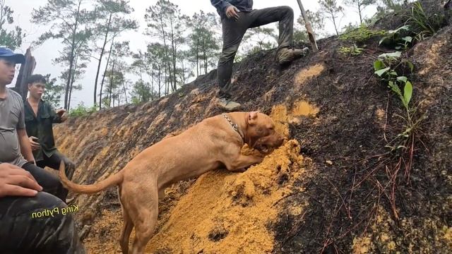 KING PYTHON126 | Spider-Man and Pitbull Dog Confront a Giant Python Monster Weighing 100kg смотреть онлайн