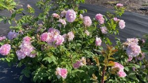 Канадская Роза Мартин Фробишер