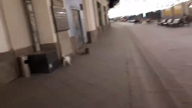ДЖЕКИ, АУССИ и ТАКСА Вечер с нами , часть 2 смотреть онлайн