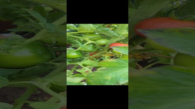 САМЫЙ УРОЖАЙНЫЙ И БЕЗУХОДНЫЙ ТОМАТ смотреть онлайн