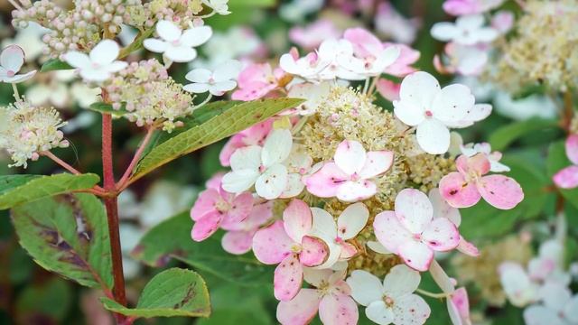 Редкие сорта метельчатой гортензии. Часть 1 смотреть онлайн