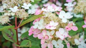 Редкие сорта метельчатой гортензии. Часть 1