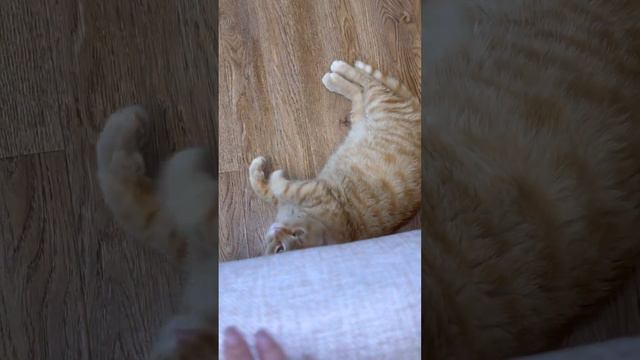 Симба охотится на руку смотреть онлайн