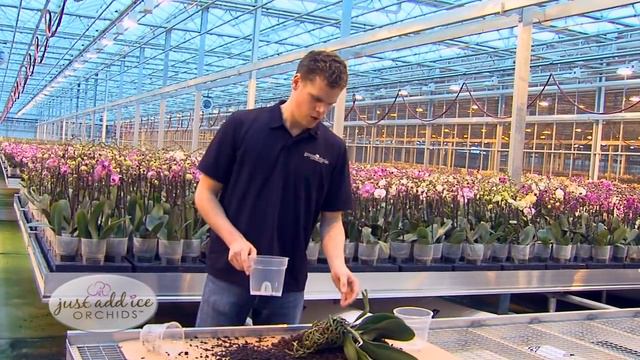 Orchid Care: Repotting Orchids смотреть онлайн