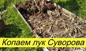 Собираем урожай лука Суворова