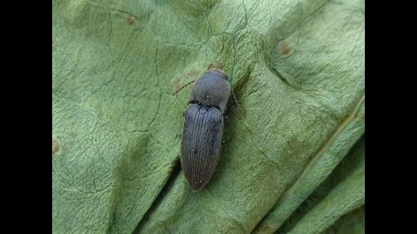 жизнь проволочника