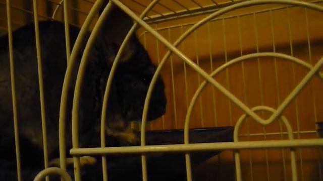 ШИНШИЛКА КУШАЕТ :] смотреть онлайн