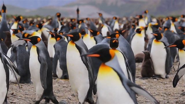 Татьяна Комарницкая (12+) "Урок от императорских пингвинов" притча смотреть онлайн