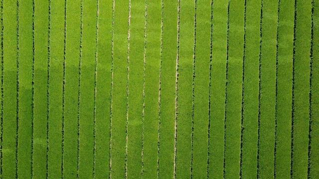 Плантация зелёного чая Осоллок. Plantation of green tea Osulloc. смотреть онлайн