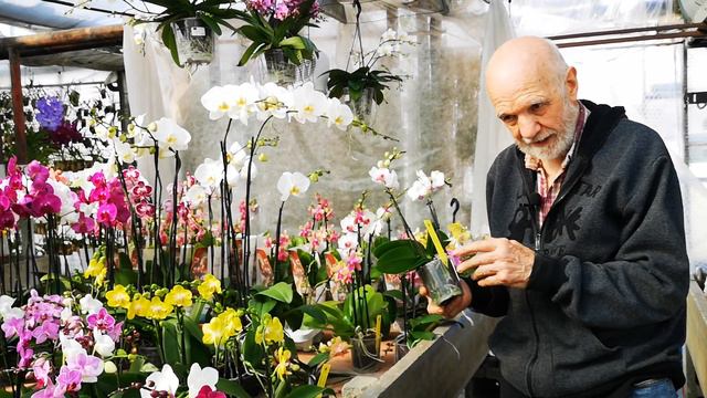 come prendersi cura dell'orchidea Phalaenopsis, video n° 1 di 3 смотреть онлайн