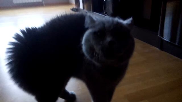 взволнованный кот смотреть онлайн