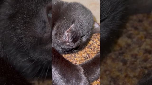 Кот чавкает во сне под стрим Жмилевского