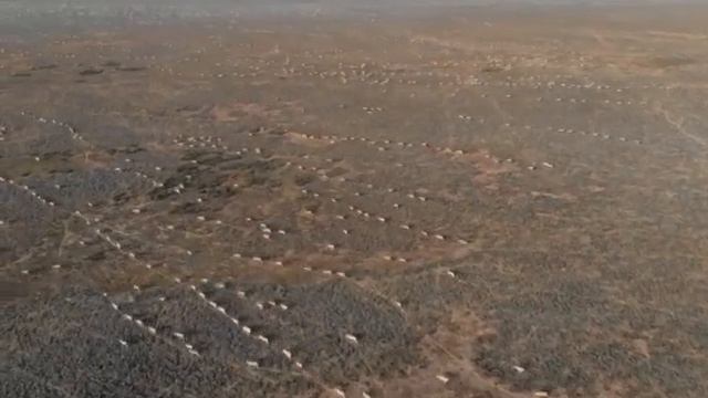 Киіктердің көші / Миграция Сайгаков / Saiga migration смотреть онлайн