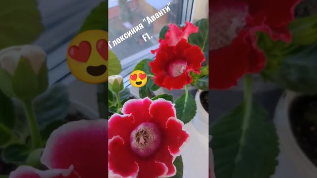 #глоксиния #цветы #рассада2023 #рассада #seedling_project #выращиваниеглаксинии #рассадацветов смотреть онлайн