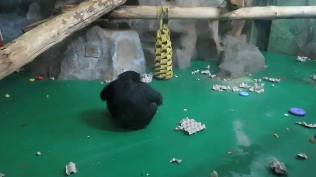 Филе и Люсе подарили игрушки 23.03.2020 смотреть онлайн