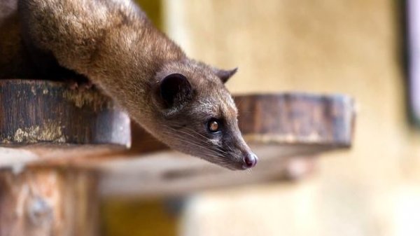 Мусанг - интересные факты