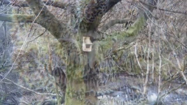 LNHG Biological Recording to Ballachuan Hazelwood смотреть онлайн
