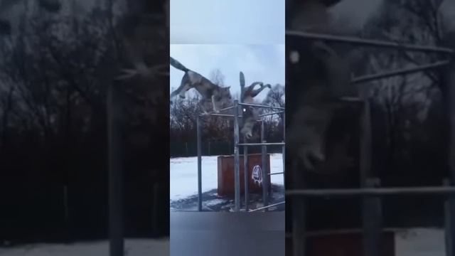 Брат,если тебя обижают?/Не обижайся ?/Приколы 2021/Лучшие приколы Тик Ток #Shorts смотреть онлайн