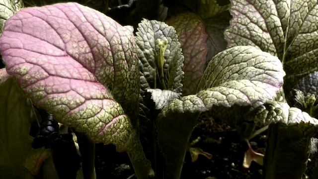 Когда сажать озимый чеснок? Что положим в грядку? смотреть онлайн