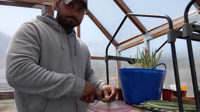 Green onions |Growing & harvest | Tips for beginners | Scallions - Shallots - Spring Onions | смотреть онлайн
