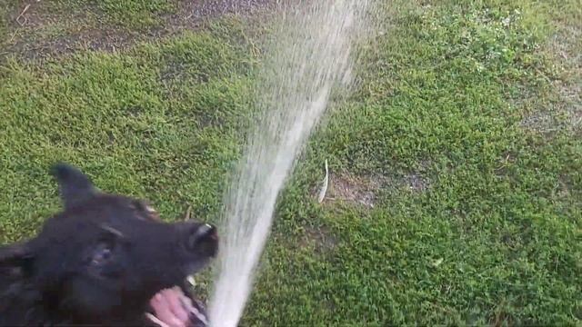 28-29.08.21 Охота на утку ??? с. Малый Орчик Харьковская обл. смотреть онлайн