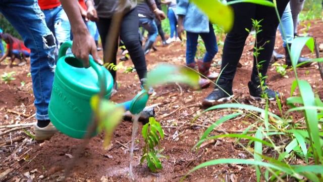 JAVA HOUSE - TREE PLANTING AT KARURA смотреть онлайн