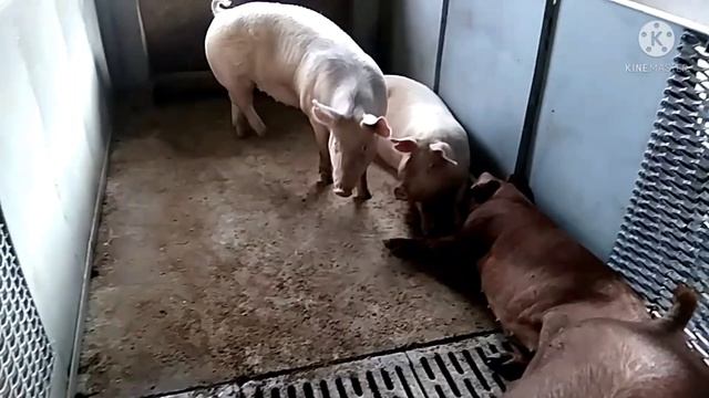 Обзор чистокровные свинки КБ ( Йоркшир), Дюрок, ф1. Перегнал в новое помещение со щелевыми полами. смотреть онлайн