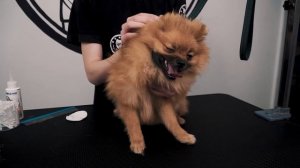 Груминг Щпицев в разном возрасте. Первый груминг шпица. Стрижка Шпица. Озонотрапия. БЛЭКГРУМЕР.РФ