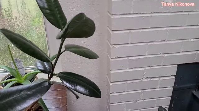 ФИКУС ТЕРЯЕТ ЛИСТЬЯ. Что делать? Как спасти ФИКУС? смотреть онлайн