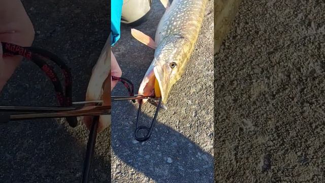 Как вытаскивать приманку из пасти щуки 4 кг смотреть онлайн