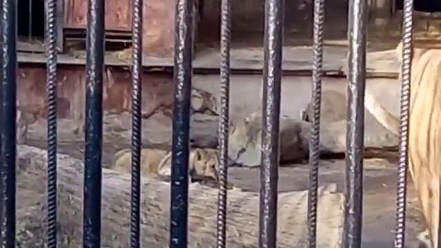 Львенок в одесском зоопарке играет с мамой смотреть онлайн