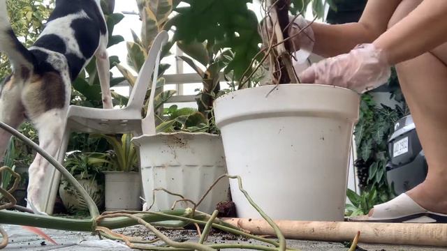 Propagation and reporting of Philodendron Mayoi 🪴 смотреть онлайн