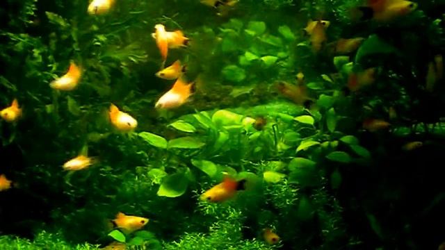 #Aquarium. Риччия - почвопокровка. смотреть онлайн