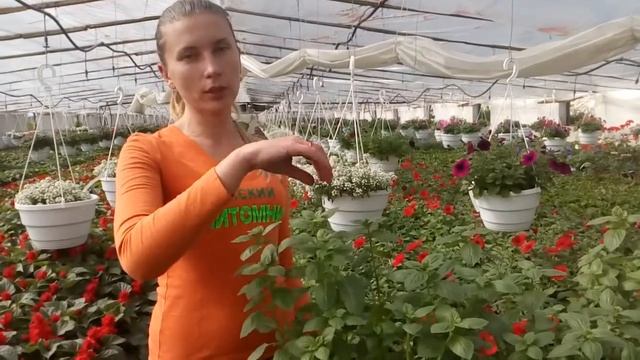 Базилик меджик вайт смотреть онлайн