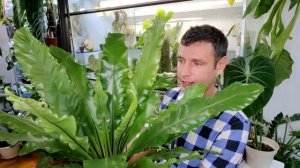 Асплениум в квартире легко